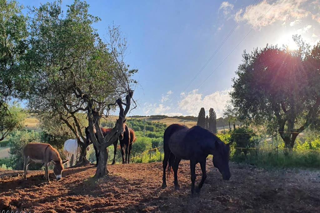 Appartamento Il Nido Volterra Eksteriør billede